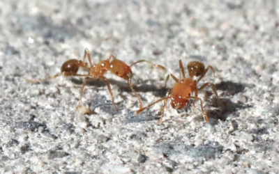 Fire Ant Facts