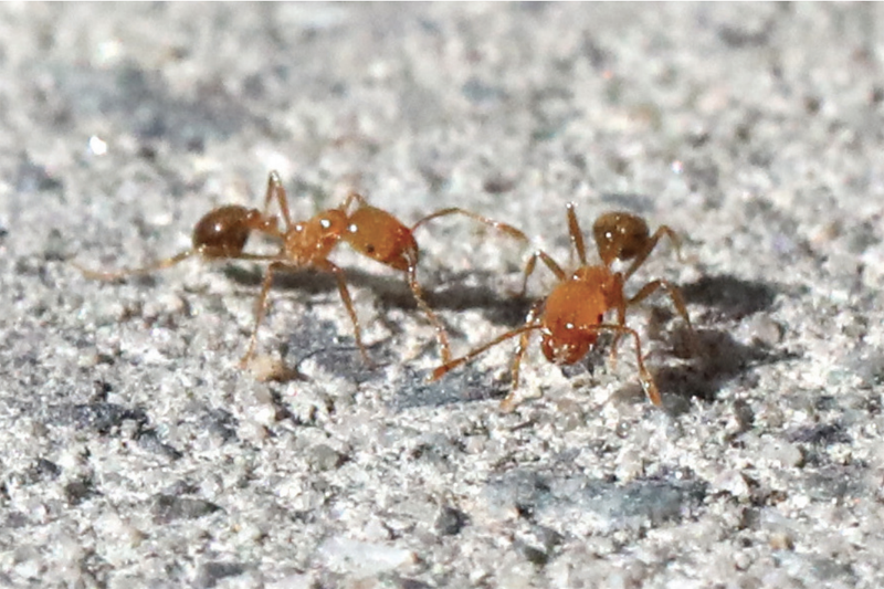 Fire Ants 1300mozzie
